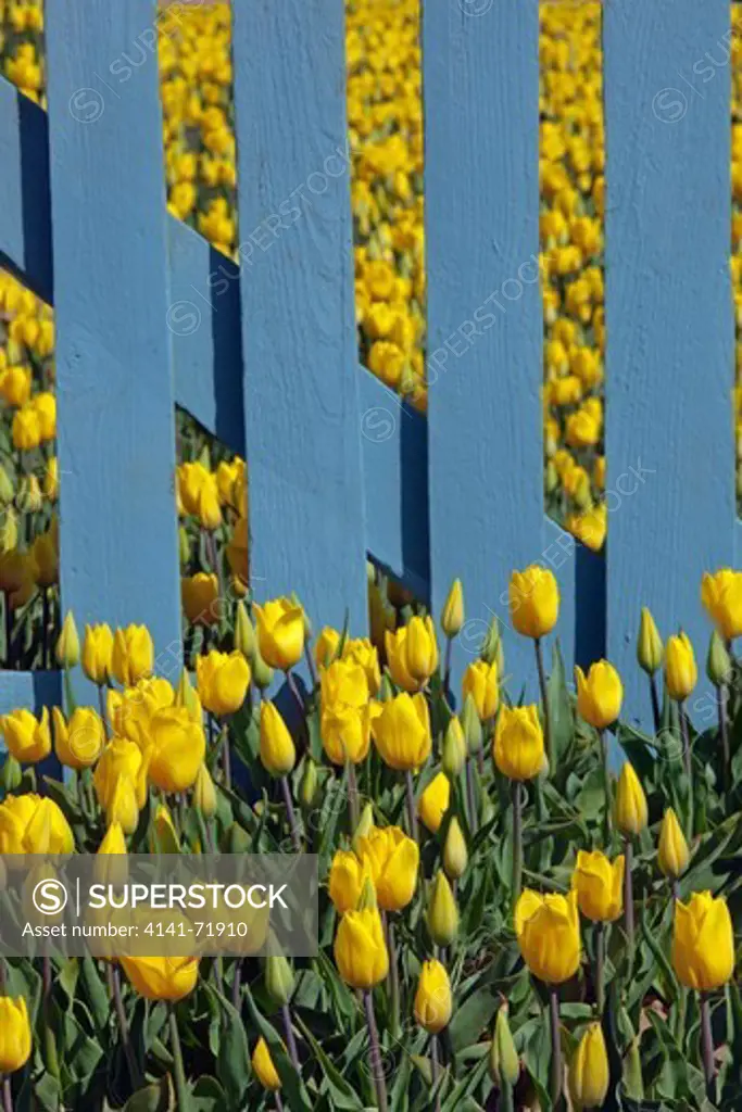Tulips in flower and blue fence Swaffham Norfolk