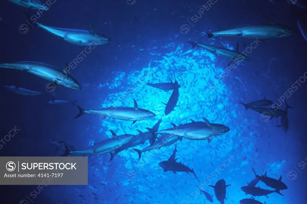 dogtooth tuna shoal gymnosarda unicolor ogasawara islands, tokyo state, japan