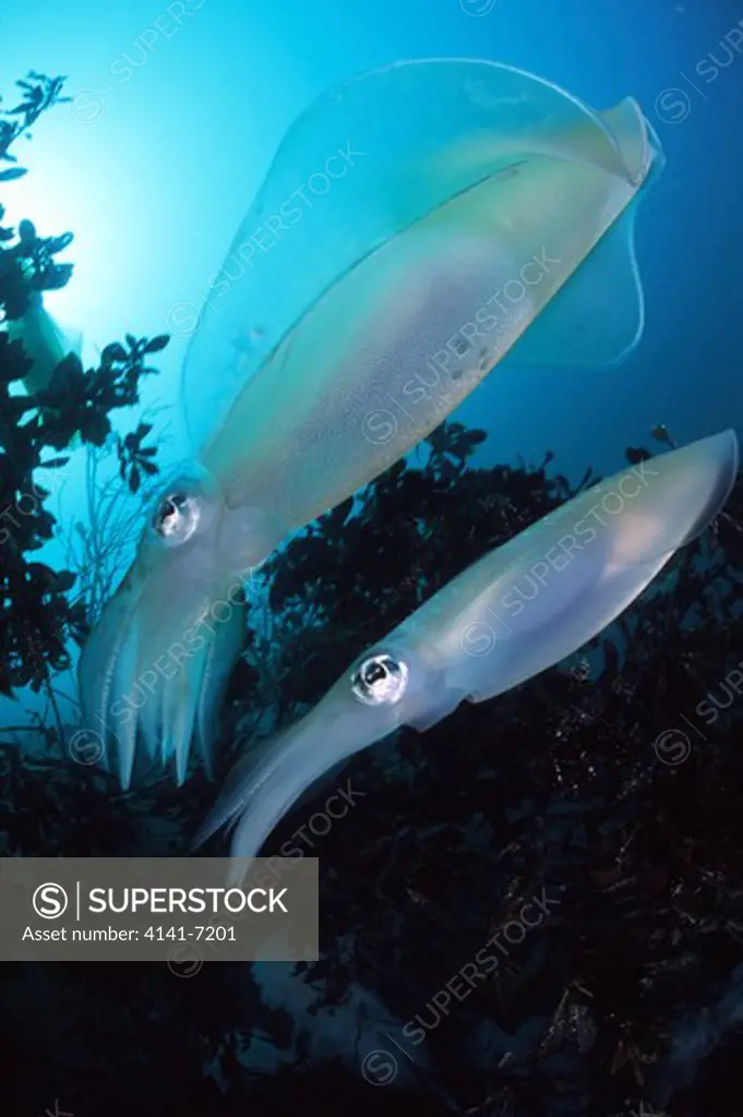 bigfin reef squid sepioteuthis lessoniana osezaki, shizuoka, japan