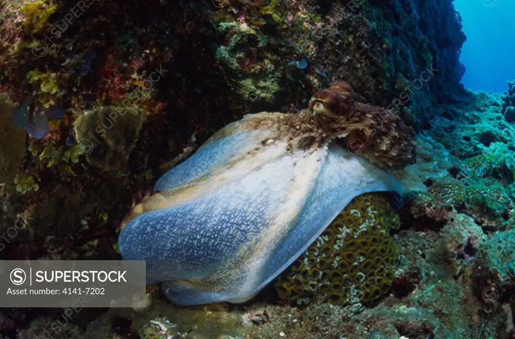 big blue octopus octopus cyanea ogasawara islands, tokyo state, japan (also known as day or reef octopus)