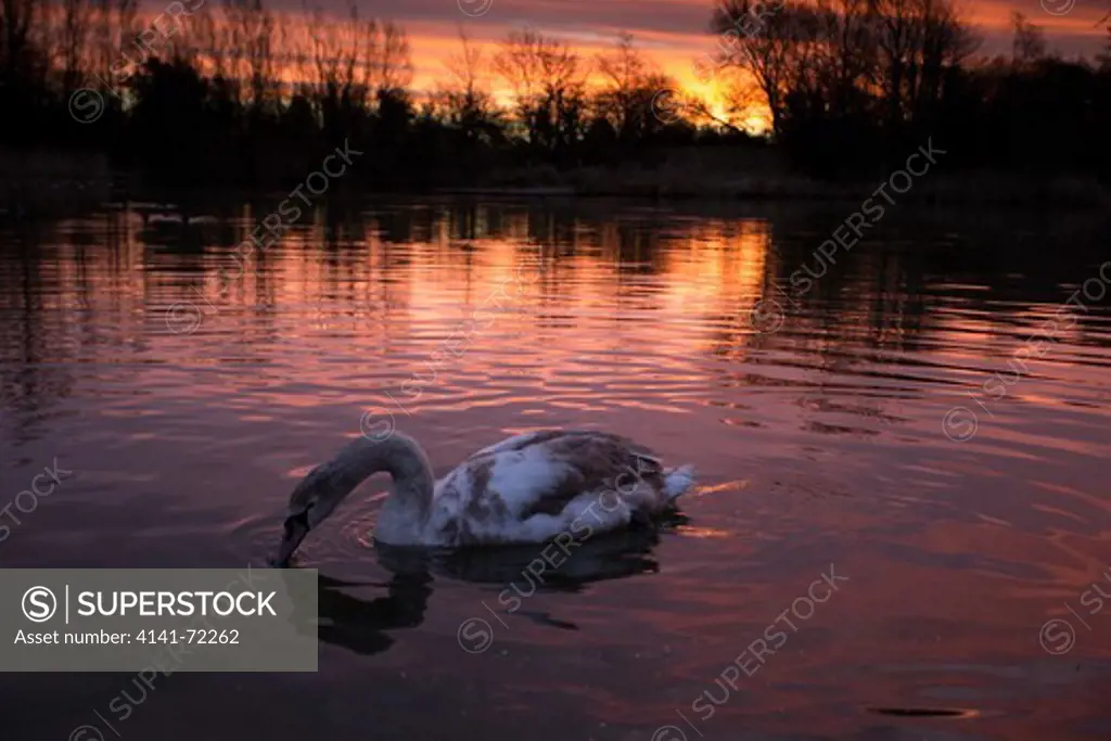 Mute swan, Cygnus olor juvenile