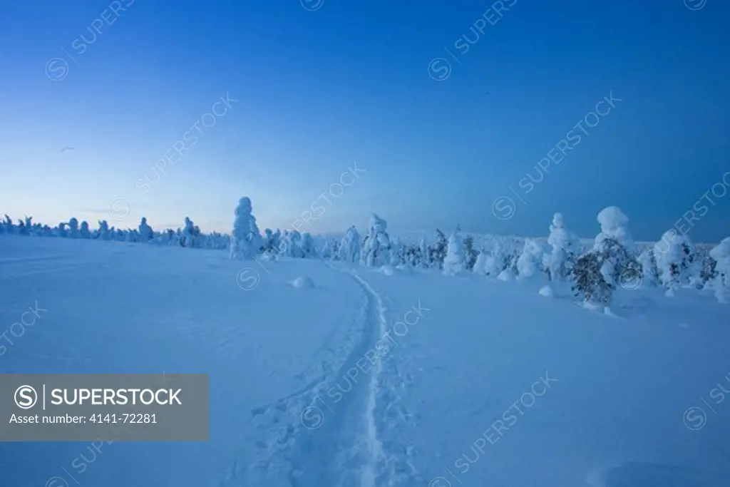 Snow laden fir trees, Ruka, Finland