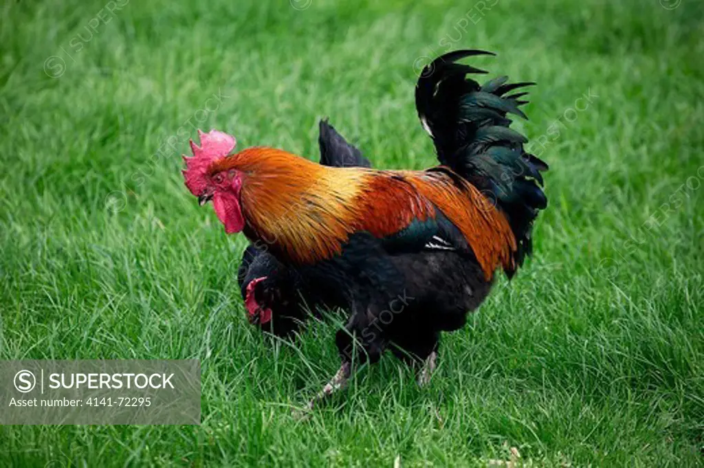 Domestic Chicken, Brown Red Marans Hen and Rooster, a French Breed