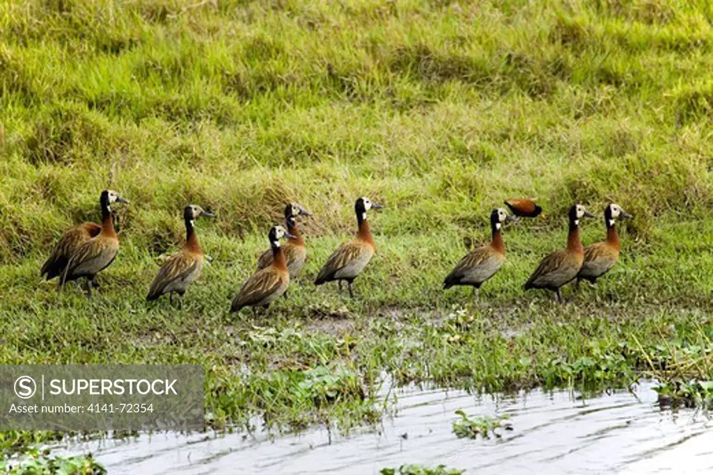 White-Faced Whistling Duck, dendrocygna viduata, Group standing in Swamp, Los Lianos in Venezuela