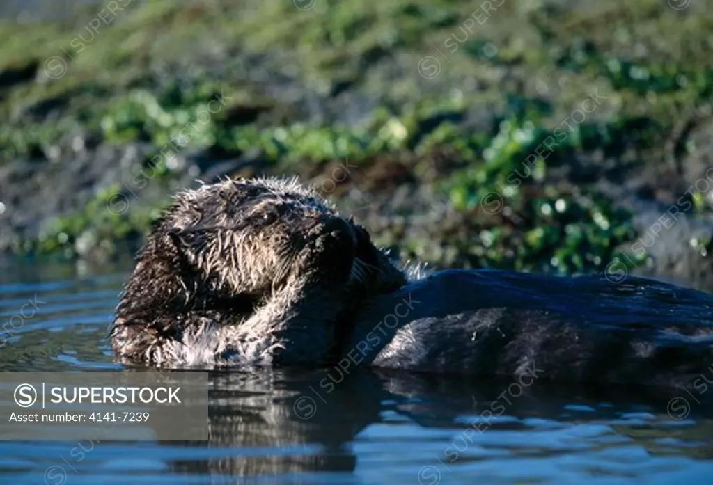southern sea otter enhydra lutris nereis swimming on back at river mouth, monterey bay, california, usa. 