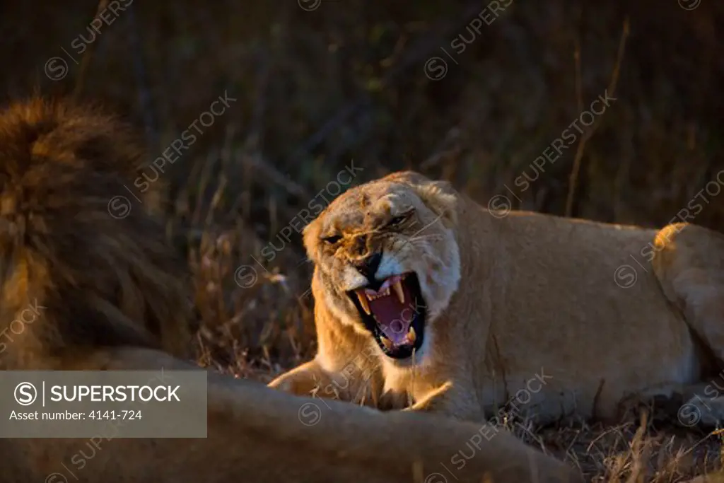 african lion panthera leo female rebuffing male during mating mala mala, south africa