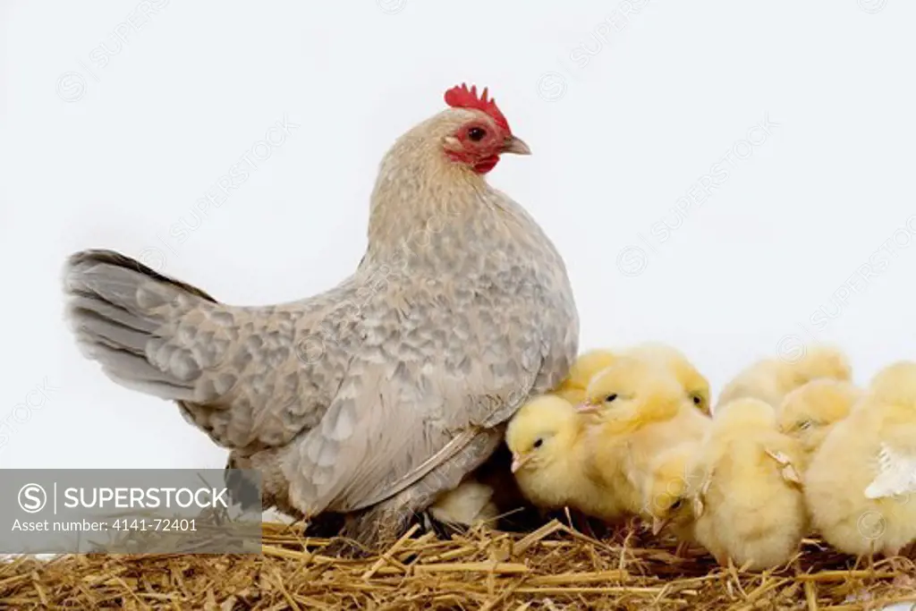 Barbu D'Uccle Domestic Chicken, Breed from Belgium, Hen and Chicks against White Background
