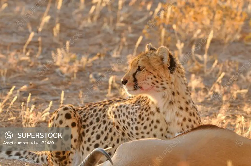 Cheetah Acinonyx jubatus Eating recently killed Springbok Photographed in Kgalagadi National Park, South Africa