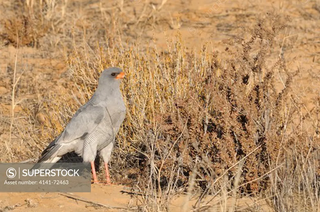 Pale Chanting Goshawk Melierax canorus Photographed in Kgalagadi National Park, South Africa