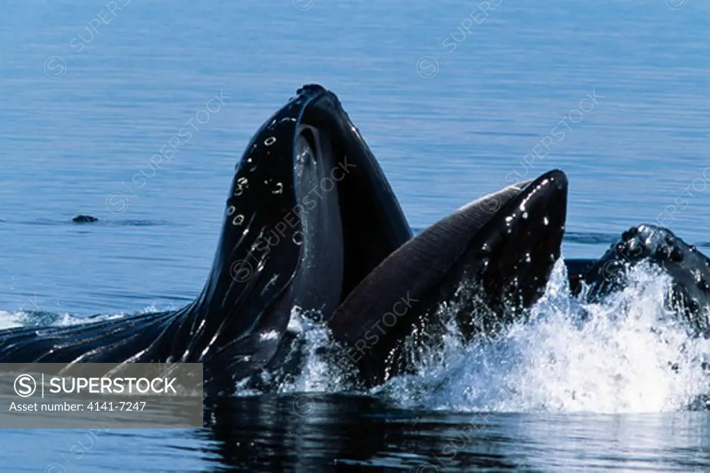 humpback whale megaptera novaeangliae bubble-net feeding in area of world natural heritage. glacier bay n. p., alaska. 