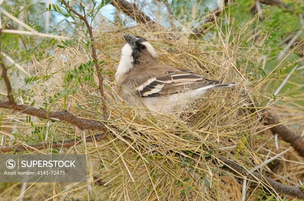 White-browed Sparrow-Weaver Plocepasser mahali Building nest Photographed at Mountain Zebra National Park, South Africa