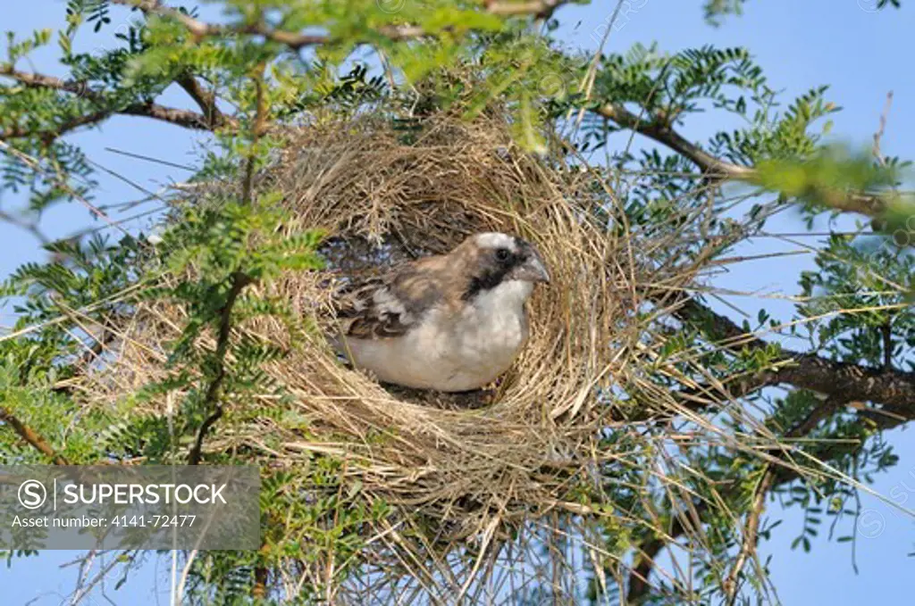 White-browed Sparrow-Weaver Plocepasser mahali Building nest Photographed at Mountain Zebra National Park, South Africa
