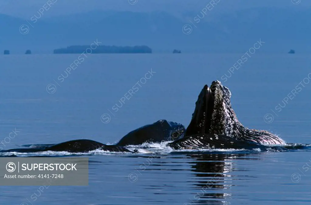 humpback whale megaptera novaeangliae bubble-net feeding in area of world natural heritage. glacier bay n. p., alaska. 