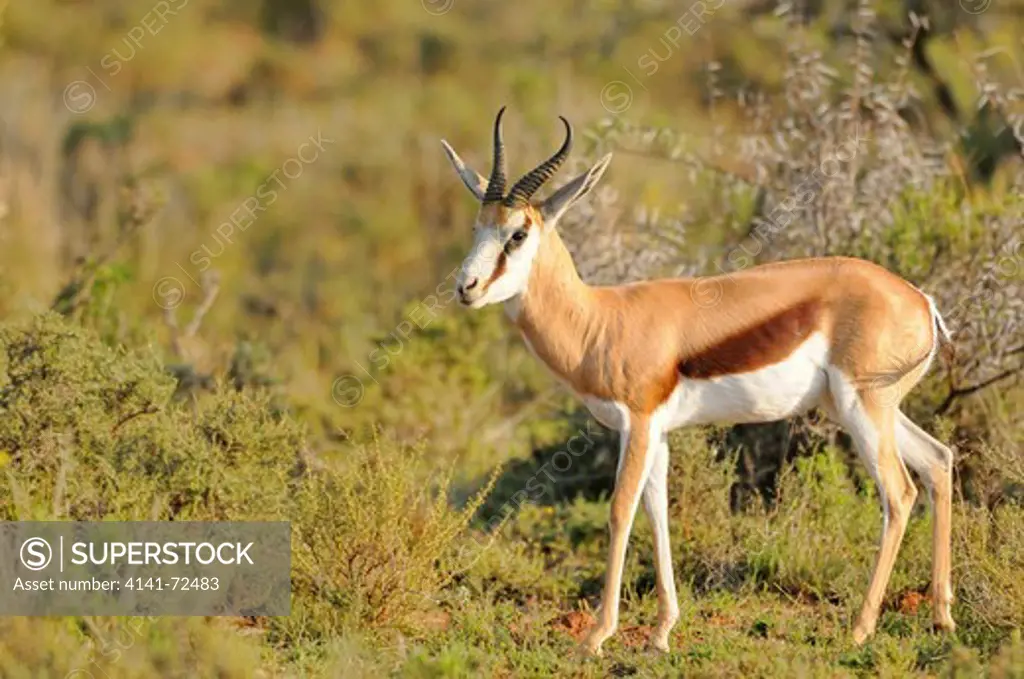 Springbok Antidorcas marsupialis Male Photographed in Kgalagadi National Park, South Africa