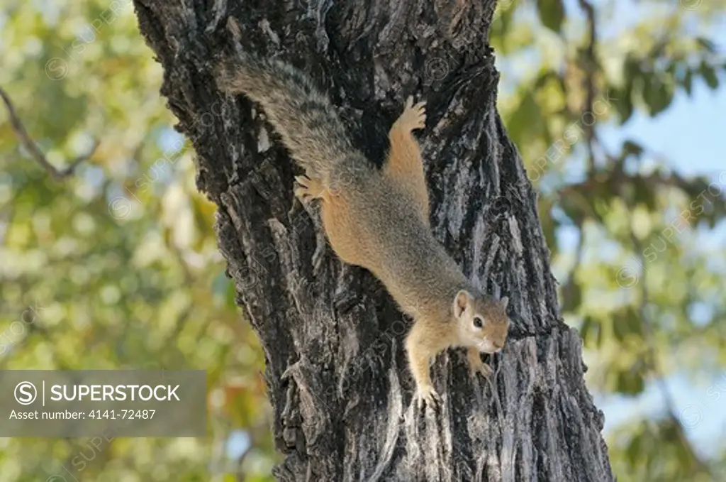 Tree Squirrel Paraxerus cepapi Photographed in Etosha National Park, Namibia