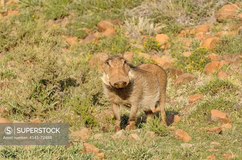Wart Hog Phacochoerus africanus Female Photographed in Mokala National Park, South Africa