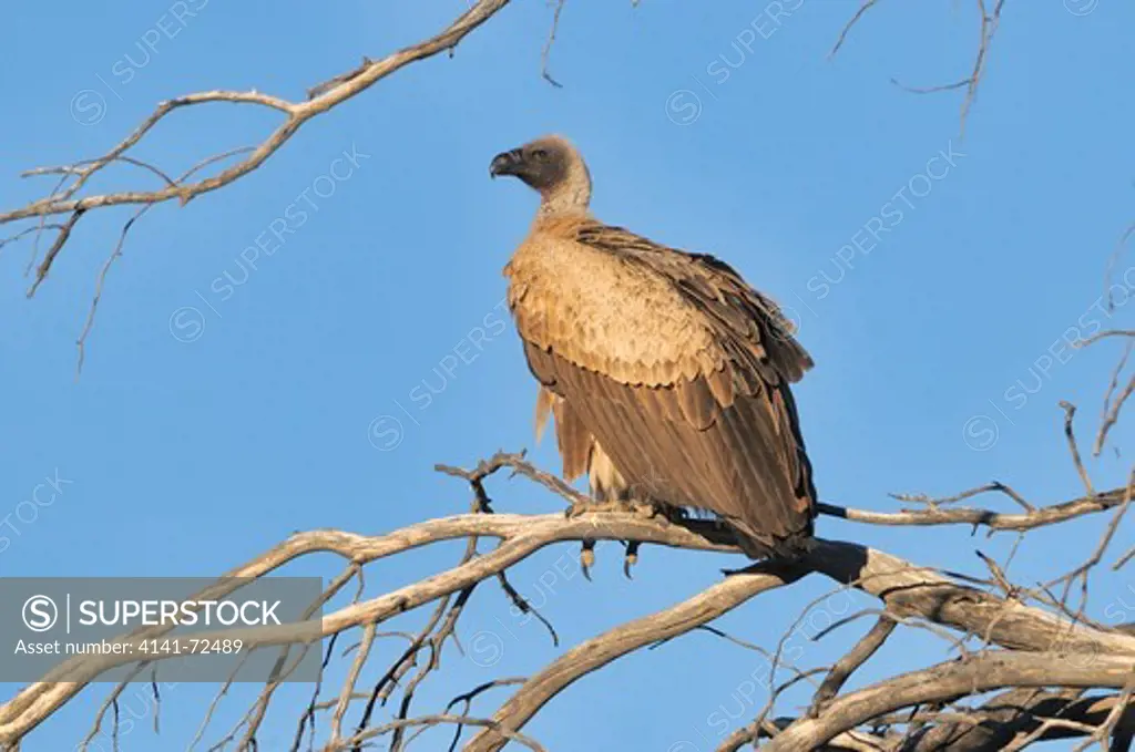 White-backed Vulture Gyps africanus Endangered spcecies Photographed in Kgalagadi National Park, South Africa