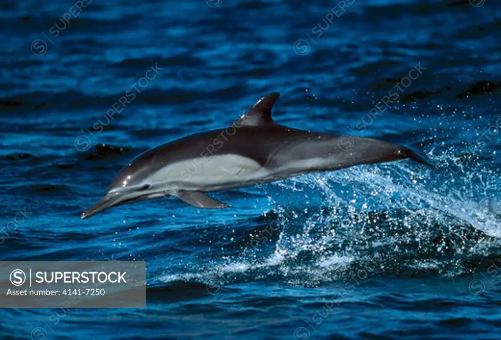 long-beaked common dolphin delphinus capensis leaping, la paz, baja california, mexico, usa. february. 