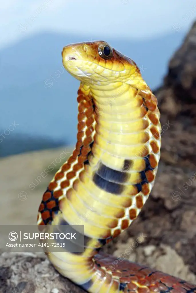LARGE-EYED FALSE COBRA  Pseudoxenodon macrops  Mimic of the true cobra displaying a similar hood and many colour variations. Hama Camp, Arunachal Pradesh, INDIA