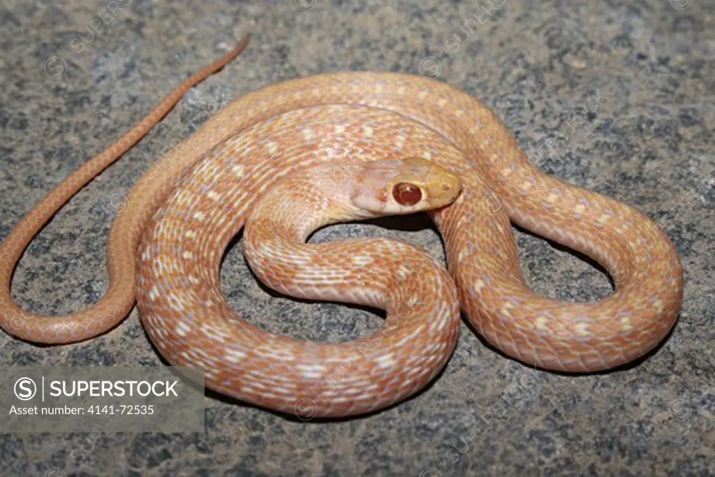 STRIPED KEELBACK Amphiesma stolatum Non-venomous, Common. Closely related to water snakes. Panvel, Maharashtra, INDIA