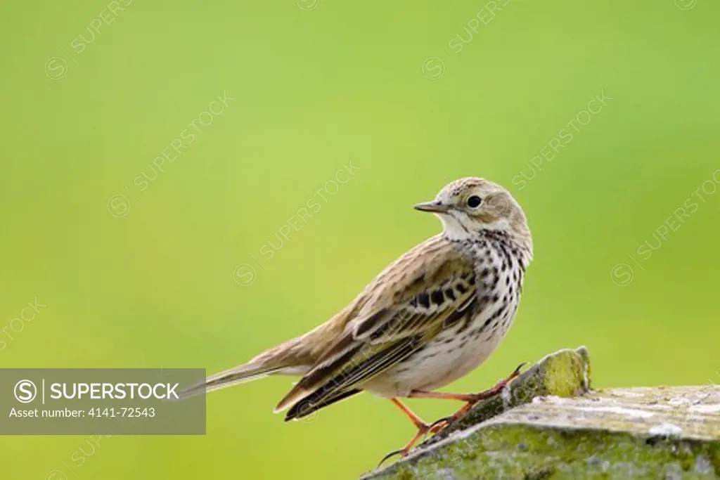 Meadow Pipit  (Anthus pratensis) Landscape format ,atop of a wooden gate ,against a difuse pale green background ,Texel,Holland