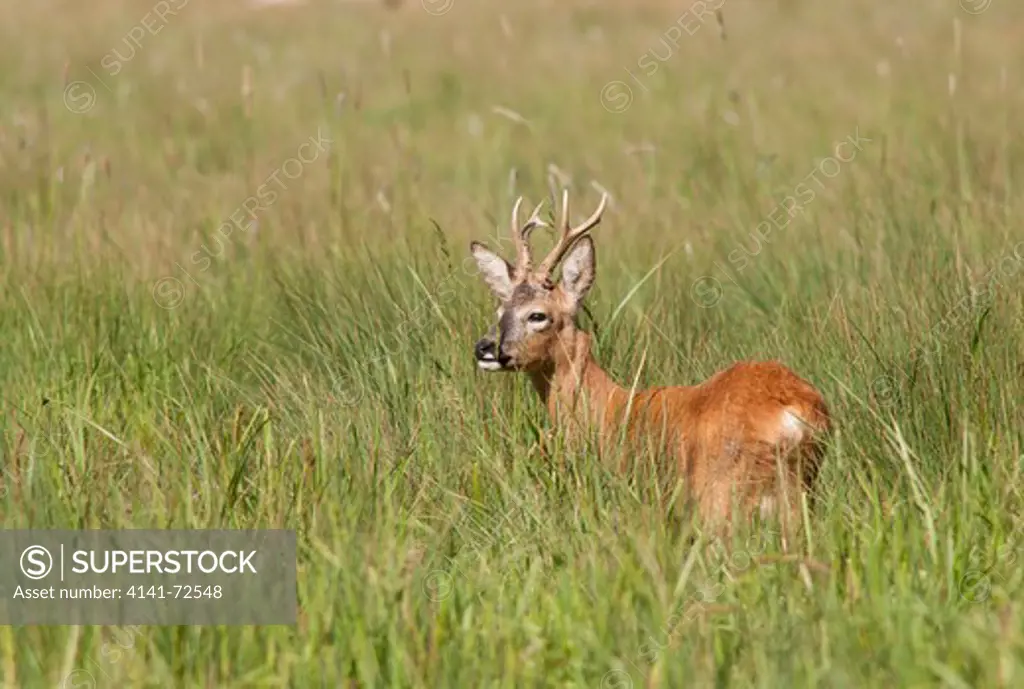 Roe deer (Capreolus capreolus),buck, landscape format ,feeding in an old Oxfordshire hay meadow .Mid summer