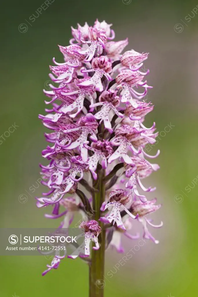 Lady Orchid/Monkey Orchid hybrid (Orchis purpurea x simia)portrait format format ,flowering in a Berkshire meadow.(the only known site where these hybrids occur).Early summer