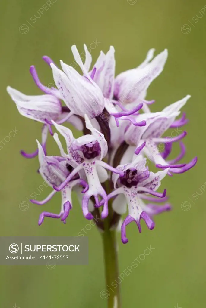 Monkey orchid (Orchis simia) portraitformat.in  flower on a Berkshire  hillside ,against a pale green difuse background ,early summer