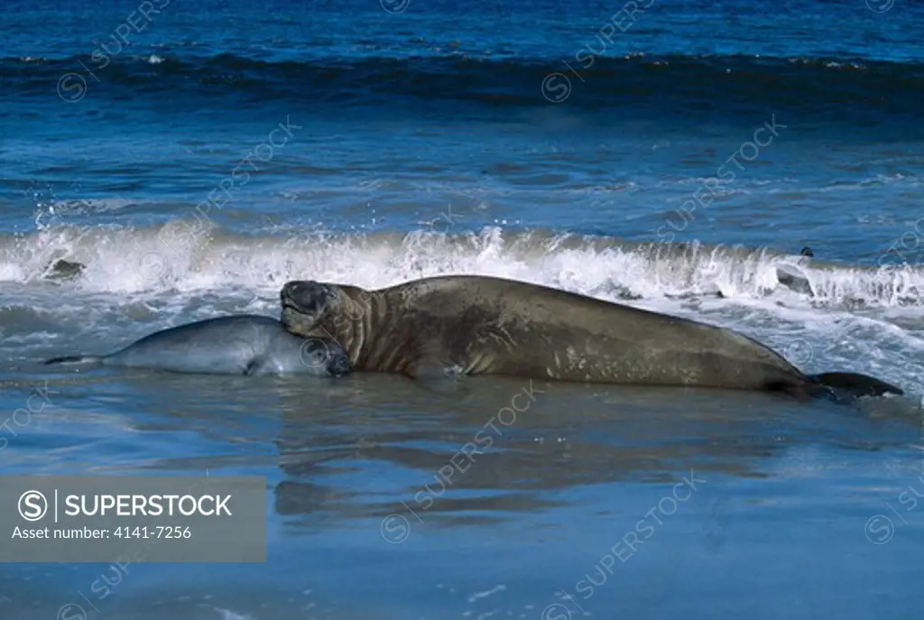 southern elephant seal mirounga leonina female and pup resting in surf, falkland islands. february. 