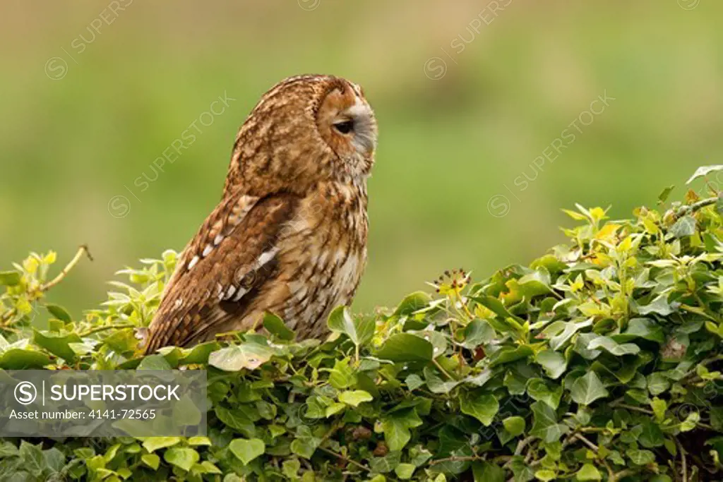 Tawny Owl, Strix aluco sitting in ivy