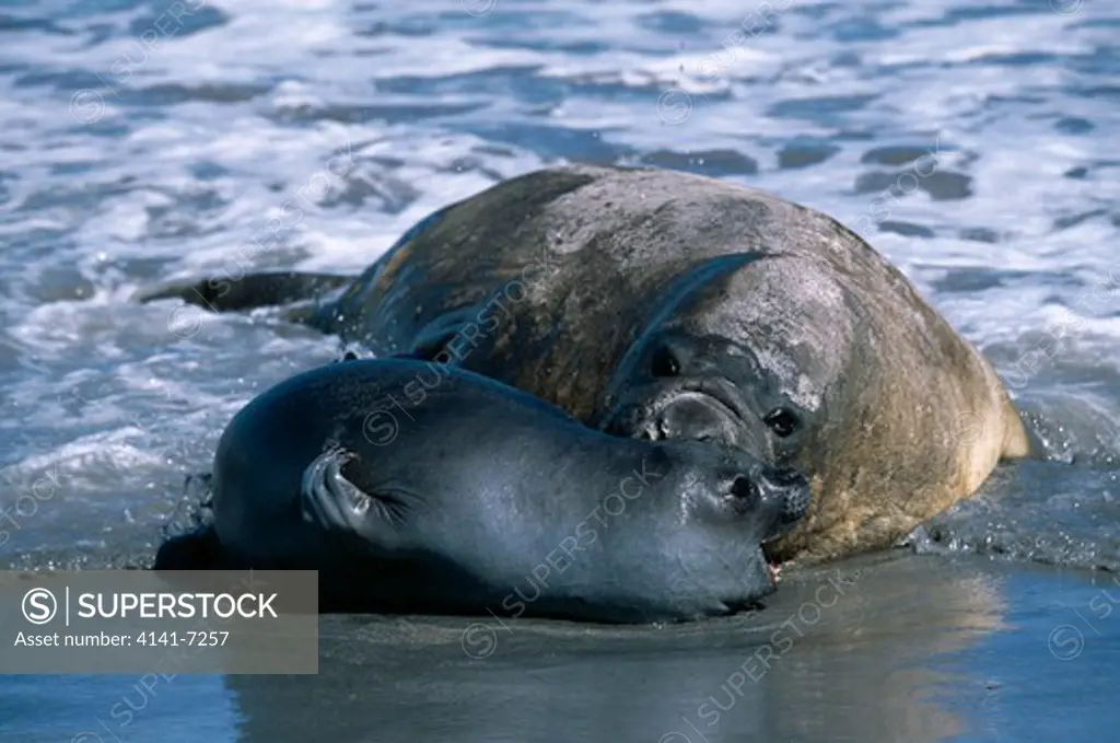 southern elephant seal mirounga leonina female and pup resting in surf, falkland islands. february.