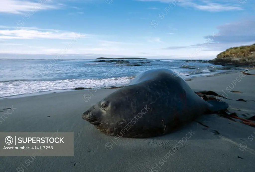 southern elephant seal mirounga leonina pup on beach watching ocean, falkland islands. february. 
