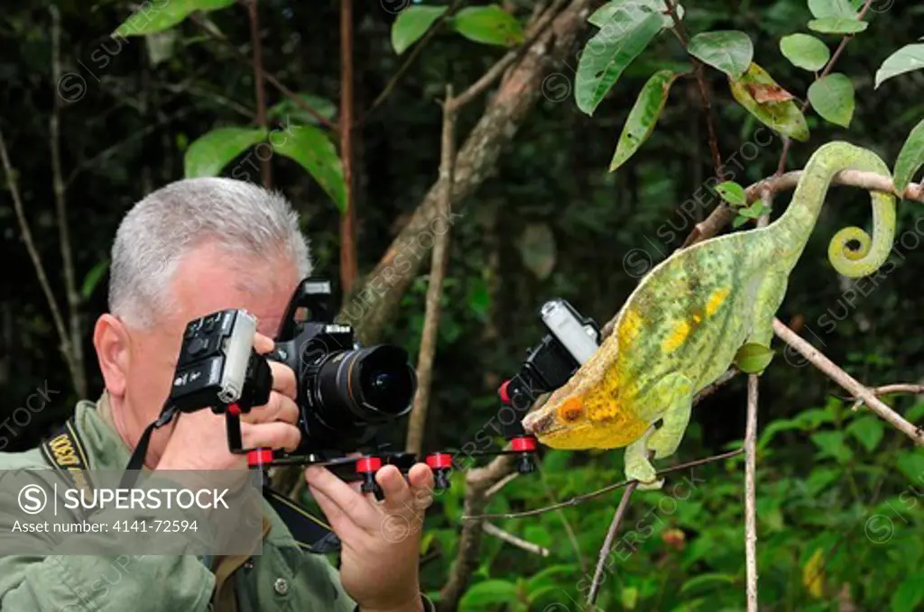 Photographer Andrea Ferrari with  Parson's chameleon Calumma parsonii, adult male in breeding livery, Andasibe-Mantadia National Park, Madagascar