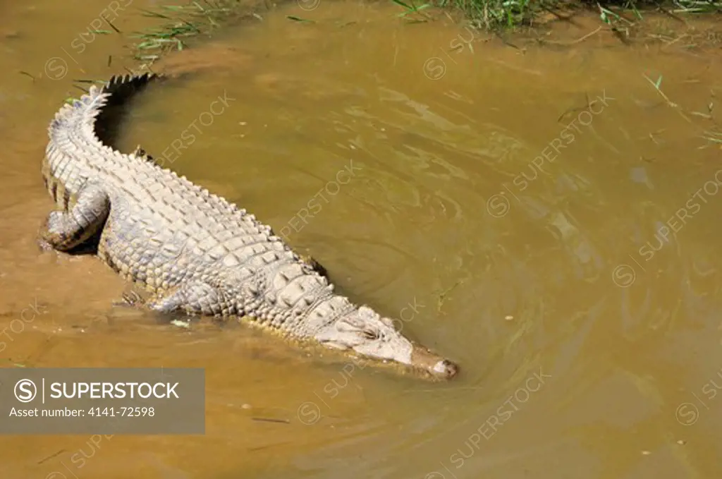 Nile Crocodile Crocodylus niloticus sub.madagascariensis, lake Ravelobe, Ankarafantsika National Park, Madagascar