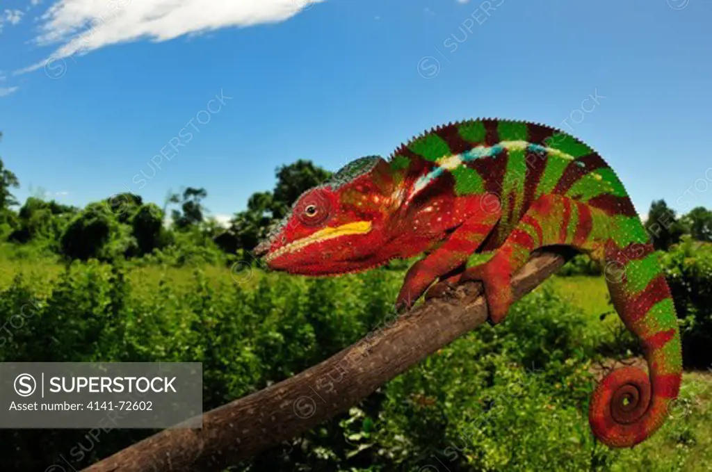 Panther Chameleon Furcifer pardalis, adult male, Ambilobe color morph, near Ambilobe village, Madagascar