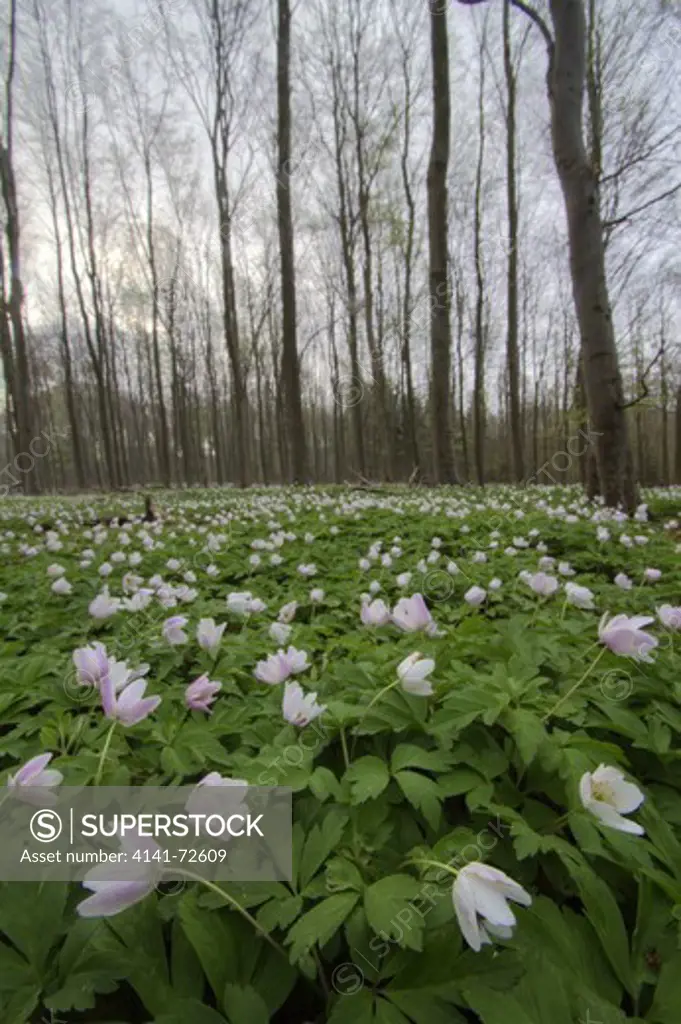Wood Anemones (Anemone nemorosa) blooming in a Beech forest in early spring. Photographed in Vejle N¿rreskov, Denmark. HDR image.