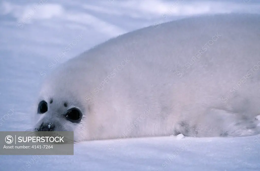harp seal phoca groenlandica pup resting on snow, gulf of st. lawrence, canada. march.