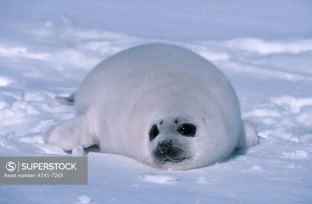 harp seal phoca groenlandica pup resting on snow, gulf of st. lawrence, canada. march.