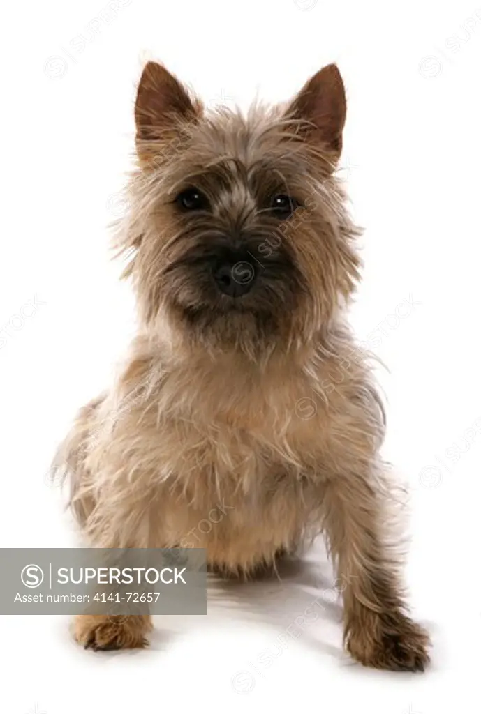 Cairn Terrier Single adult dog sitting Studio