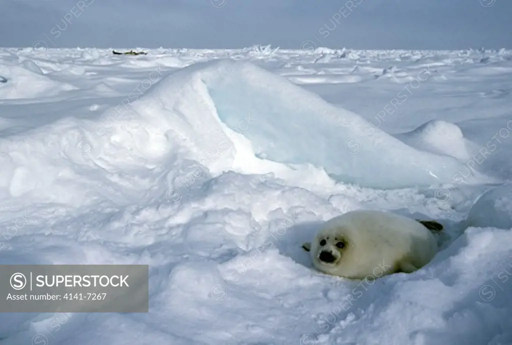 harp seal phoca groenlandica pup resting on snow, gulf of st. lawrence, canada. march. 