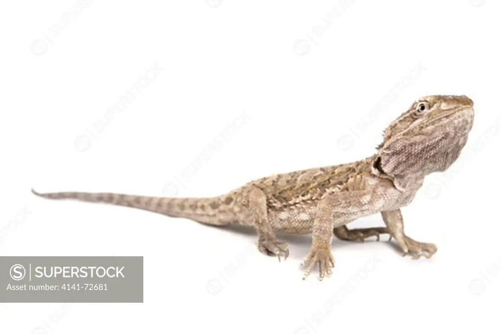 Lawson's dragon Pogona henrylawsoni Portrait of Single Adult Studio, Captive, UK