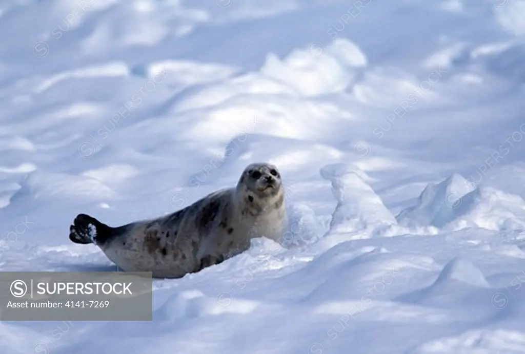 harp seal phoca groenlandica resting on snow, gulf of st. lawrence, canada. march.