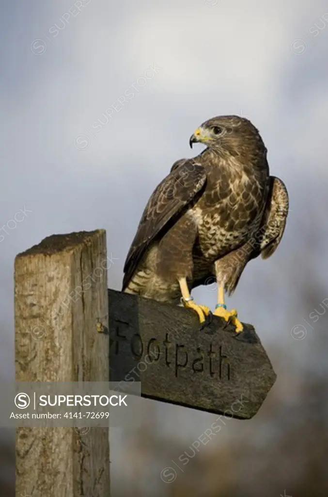 Common Buzzard Buteo buteo Portrait of single adult male perching on footpath sign Gloucestershire, UK