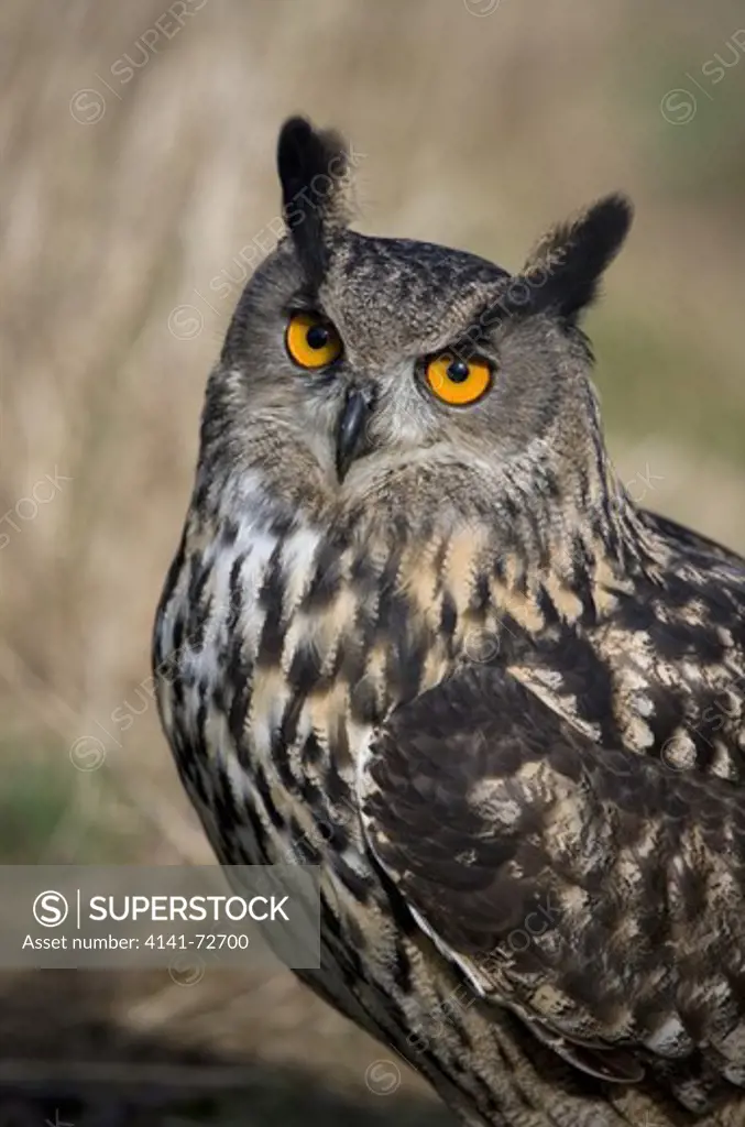Eurasian Eagle-owl Bubo bubo Portrait of single adult male close-up Gloucestershire, UK