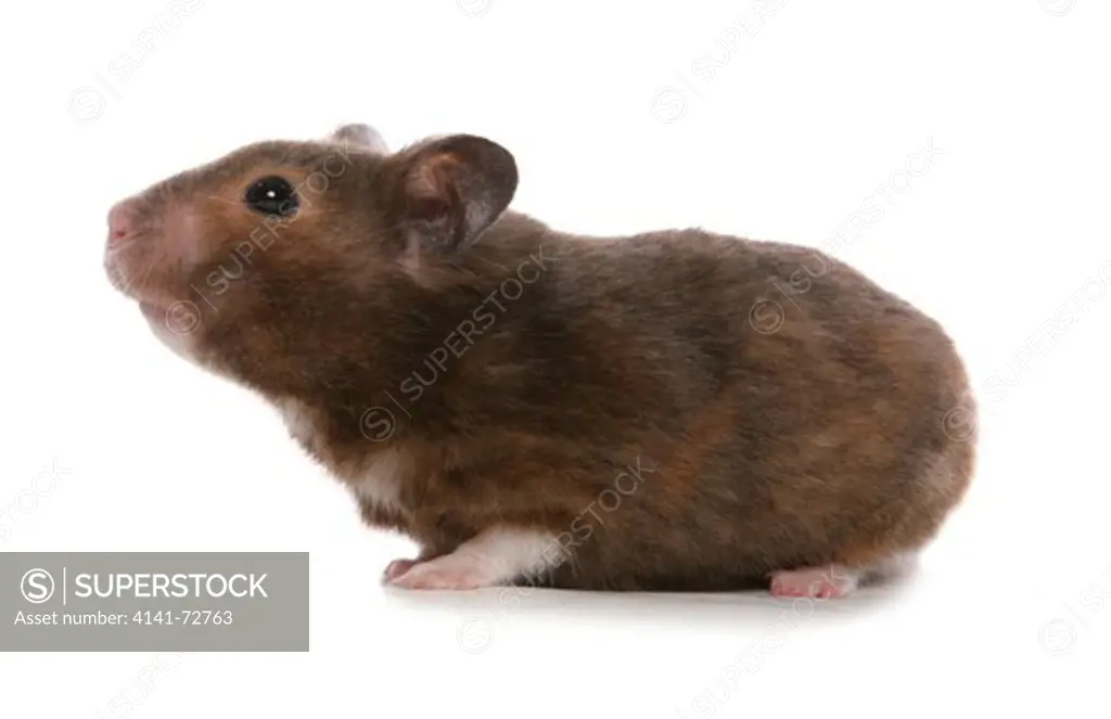 Syrian Hamster Portrait of single adult Studio, UK