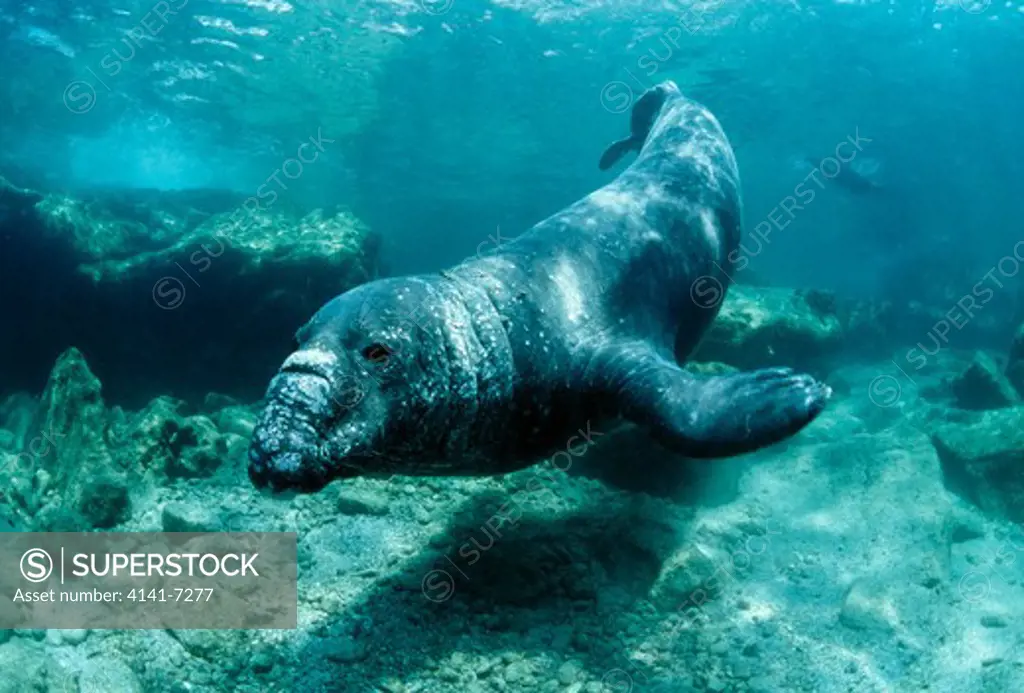 northern elephant seal mirounga angustirostris swimming underwater. la paz, baja california, mexico.