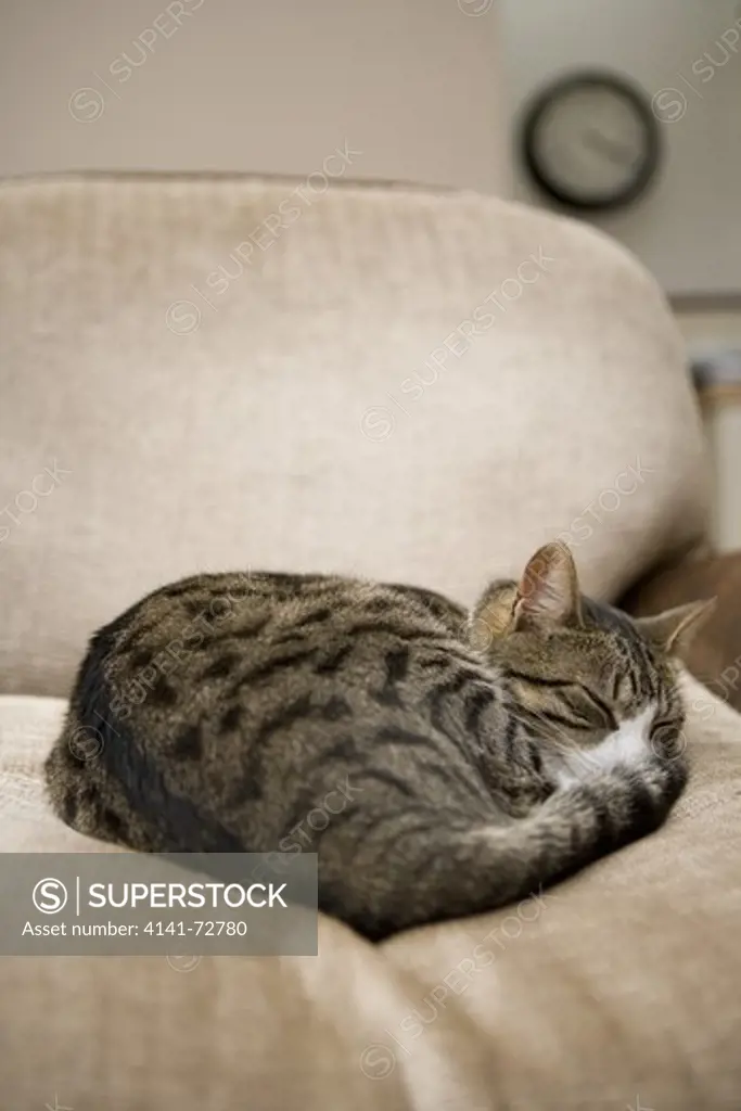 Domestic Cat Single adult female sleeping UK