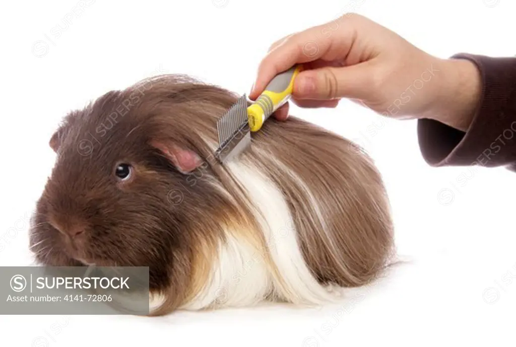 Domestic Guinea Pig Cavia porcellus Portrait of single adult being brushed Studio, UK