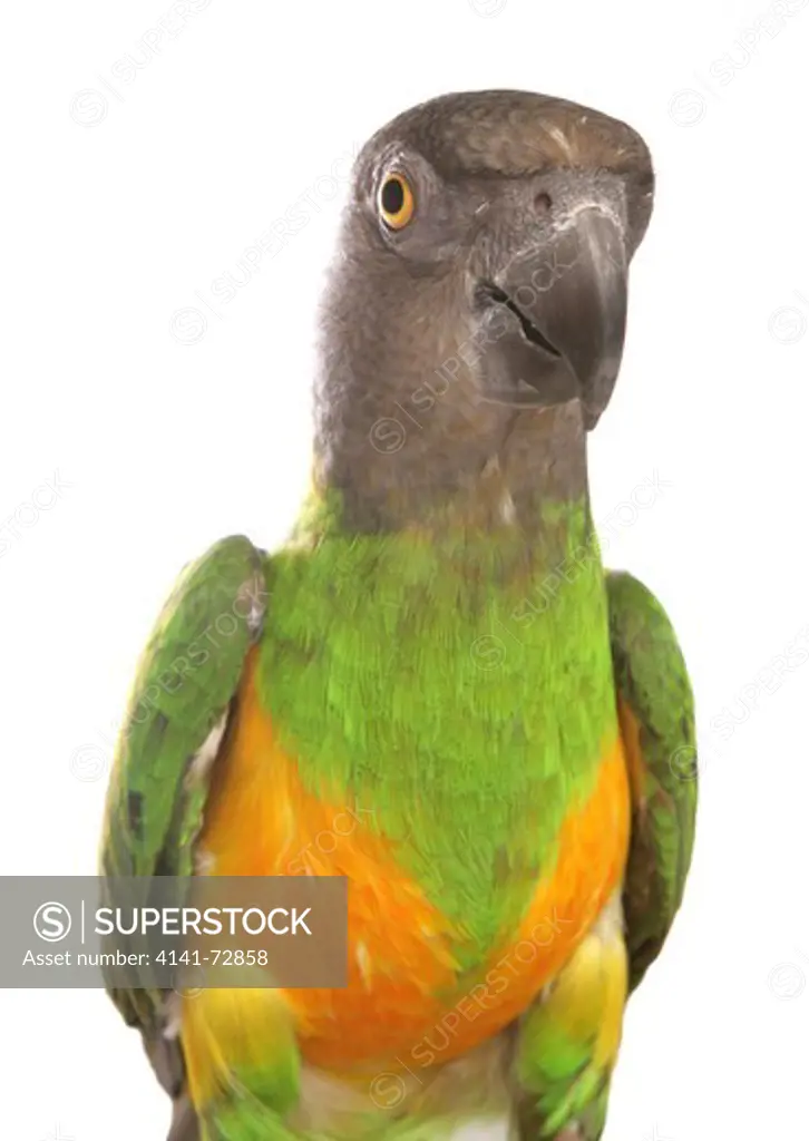Senegal Parrot Poicephalus senegalus Portrait of single adult Studio, UK