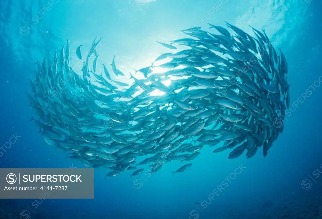 jack fish shoal swimming in a tight defensive ball at a depth of 6m. saipan, northern marianas